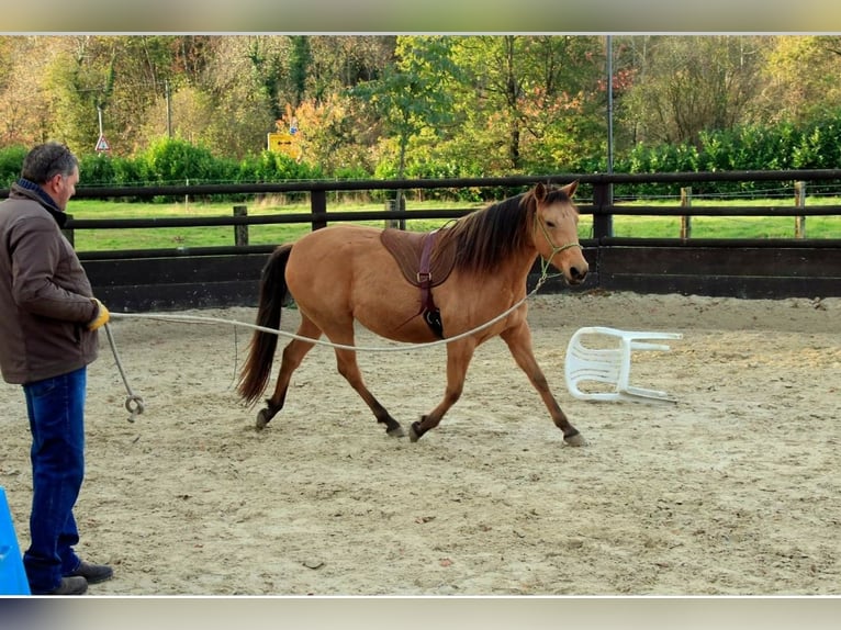 Paso Iberoamericano Stute 6 Jahre 150 cm Falbe in Florac Trois Rivi&#xE8;res