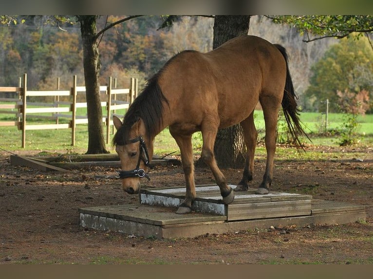 Paso Iberoamericano Stute 6 Jahre 150 cm Falbe in Florac Trois Rivi&#xE8;res
