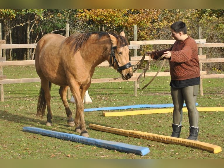 Paso Iberoamericano Stute 6 Jahre 150 cm Falbe in Florac Trois Rivi&#xE8;res
