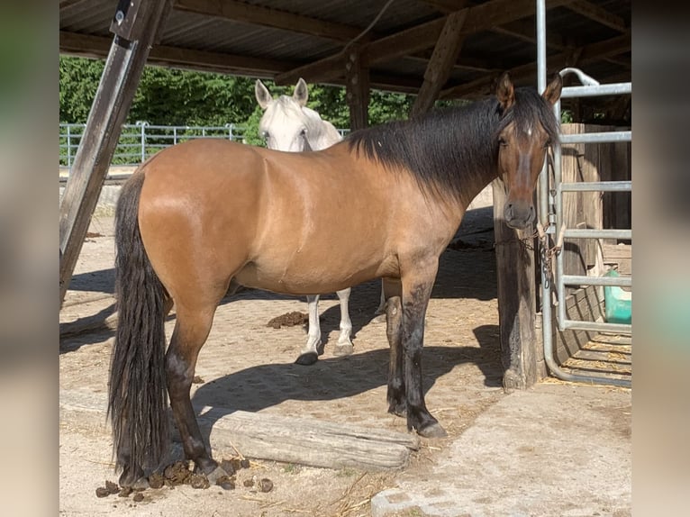 Paso Iberoamericano Wallach 5 Jahre 146 cm Falbe in Schmidm&#xFC;hlen