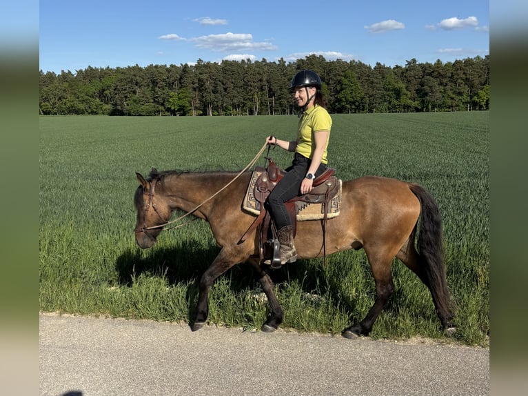 Paso Iberoamericano Wallach 5 Jahre 146 cm Falbe in Schmidm&#xFC;hlen