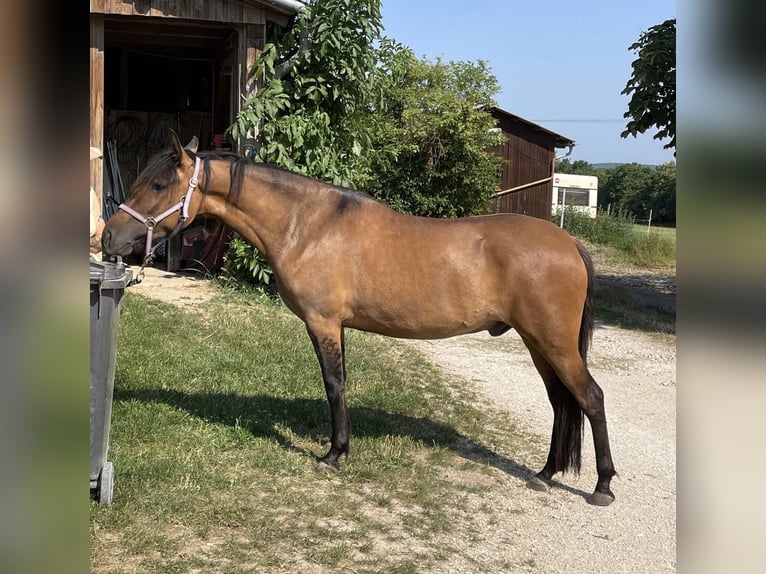 Paso Iberoamericano Wallach 5 Jahre 146 cm Falbe in Schmidm&#xFC;hlen