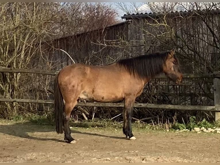 Paso Iberoamericano Wallach 5 Jahre 146 cm Falbe in Schmidm&#xFC;hlen