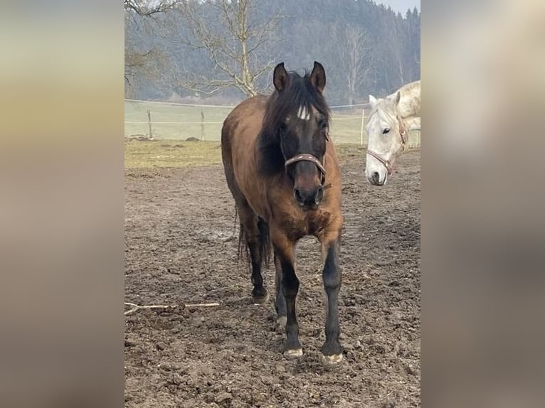 Paso Iberoamericano Wallach 5 Jahre 146 cm Falbe in Schmidm&#xFC;hlen