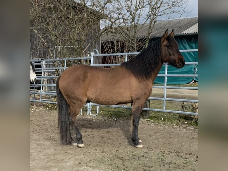 Paso Iberoamericano Wallach 5 Jahre 146 cm Falbe in Schmidm&#xFC;hlen