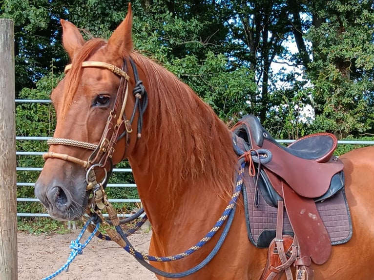 Paso Peruano Caballo castrado 10 años 150 cm Alazán in Morsbach Paso Peruano Caballo castrado 10 años 150 cm Alazán in Morsbach