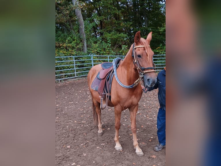 Paso Peruano Caballo castrado 10 años 150 cm Alazán in Morsbach Paso Peruano Caballo castrado 10 años 150 cm Alazán in Morsbach