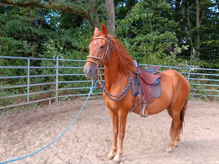 Paso Peruano Caballo castrado 10 años 150 cm Alazán in Morsbach