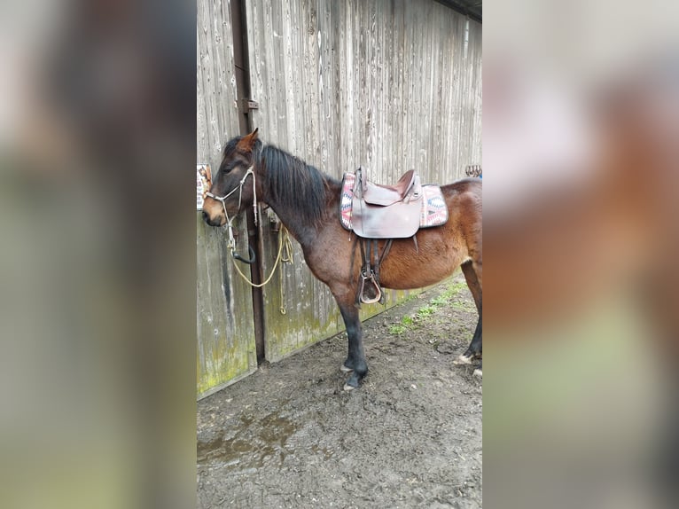 Paso Peruano Caballo castrado 4 años 150 cm Castaño oscuro in Orvelte