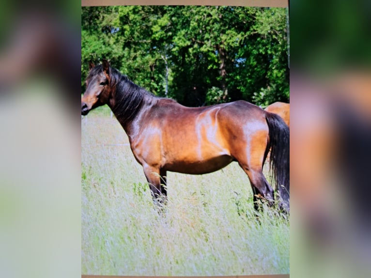 Paso Peruano Caballo castrado 4 años 150 cm Castaño oscuro in Orvelte