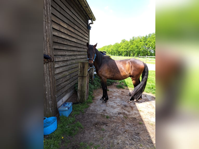 Paso Peruano Caballo castrado 4 años 150 cm Castaño oscuro in Orvelte