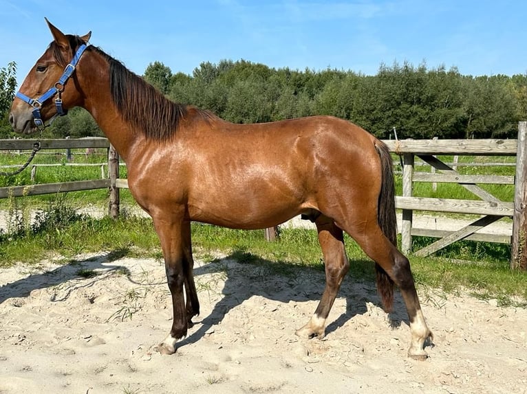 Paso Peruano Hengst 2 Jaar 147 cm Zwartbruin in Landen