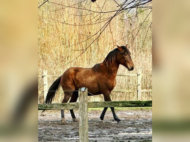 Paso Peruano Hengst 3 Jahre 147 cm Schwarzbrauner in Landen