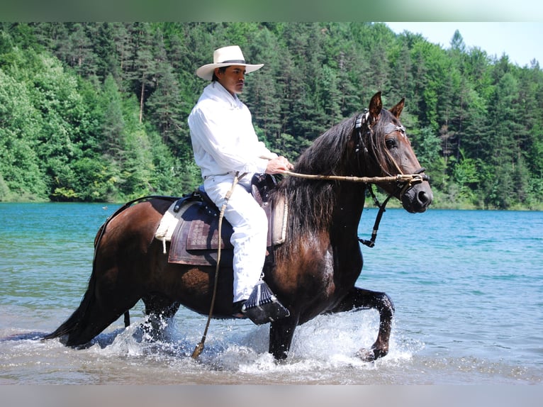 Paso Peruano Hengst Donkere-vos in St. Ulrich