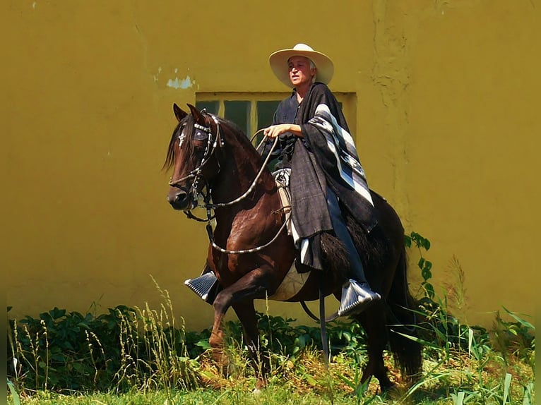 Paso Peruano Hengst Donkere-vos in St. Ulrich