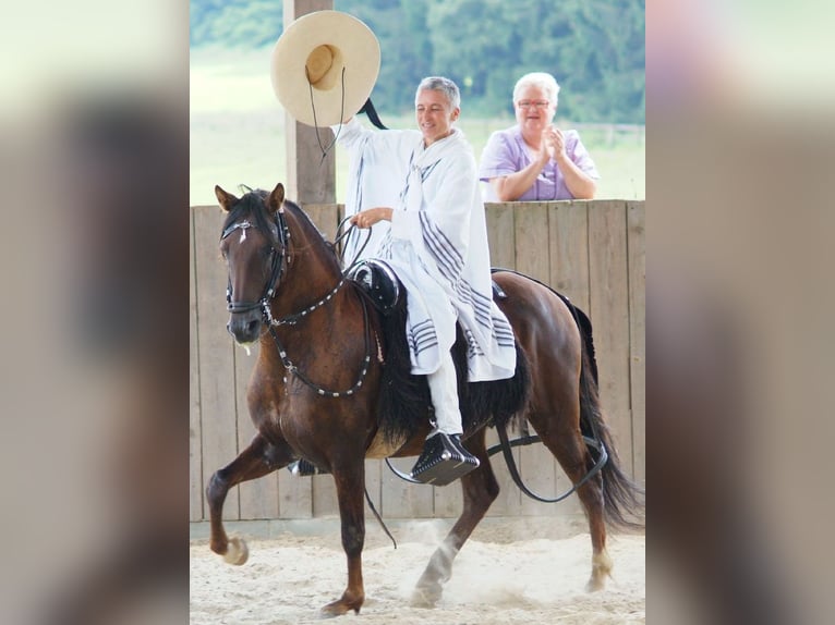 Paso Peruano Hengst Donkere-vos in St. Ulrich