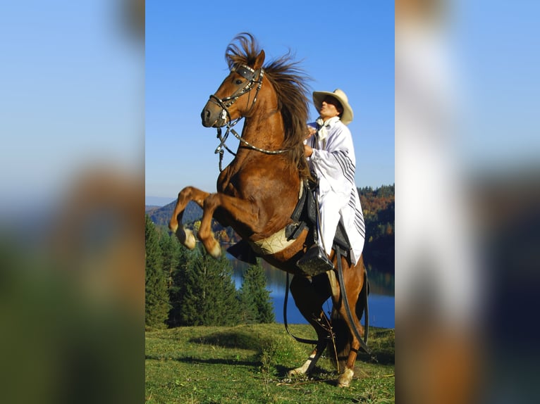 Paso Peruano Hengst Donkere-vos in St. Ulrich