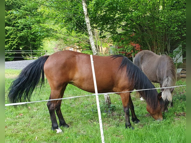 Paso Peruano Mix Klacz 15 lat 143 cm Gniada in Haiterbach