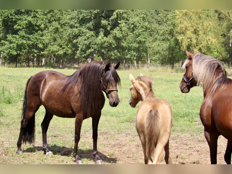 Paso Peruano Merrie 10 Jaar 147 cm Bruin in Edemissen