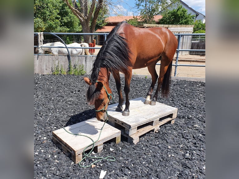 Paso Peruano Mix Merrie 14 Jaar 143 cm Bruin in Haiterbach