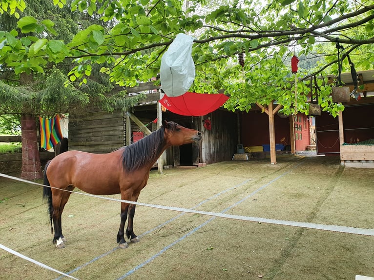 Paso Peruano Mix Merrie 14 Jaar 143 cm Bruin in Haiterbach