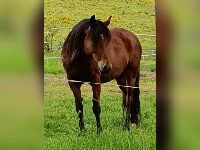 Paso Peruano Mix Merrie 15 Jaar 143 cm Bruin in Haiterbach