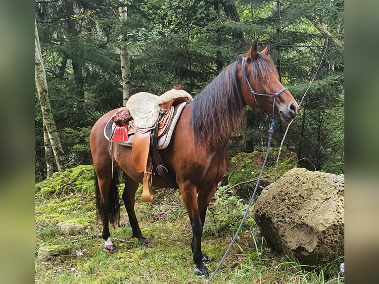 Paso Peruano Mix Merrie 15 Jaar 143 cm Bruin in Haiterbach