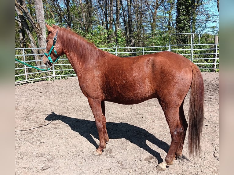 Paso Peruano Mix Ruin 5 Jaar 150 cm Vos in Morsbach