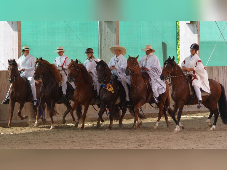 Paso Peruano Semental 19 años 150 cm Alazán in St. Ulrich