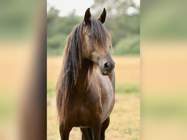 Paso Peruano Stute 10 Jahre 147 cm Brauner in Edemissen