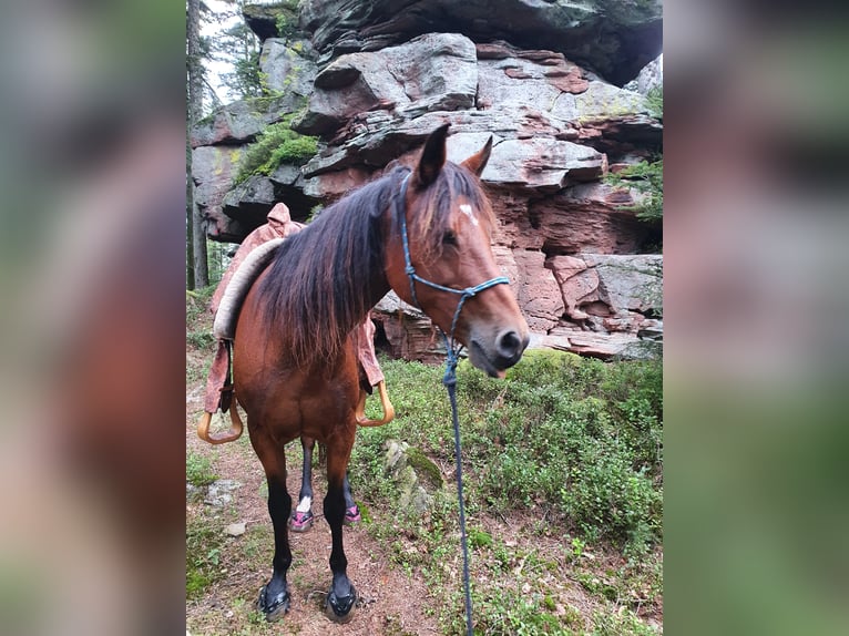 Paso Peruano Mix Stute 15 Jahre 143 cm Brauner in Haiterbach