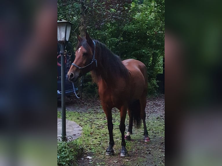 Paso Peruano Mix Stute 15 Jahre 143 cm Brauner in Haiterbach