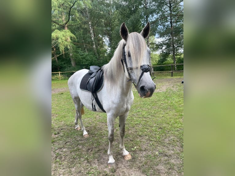 Paso Peruano Wallach 11 Jahre 156 cm Schimmel in Handeloh