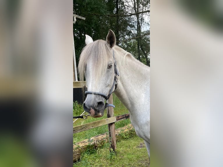 Paso Peruano Wallach 11 Jahre 156 cm Schimmel in Handeloh