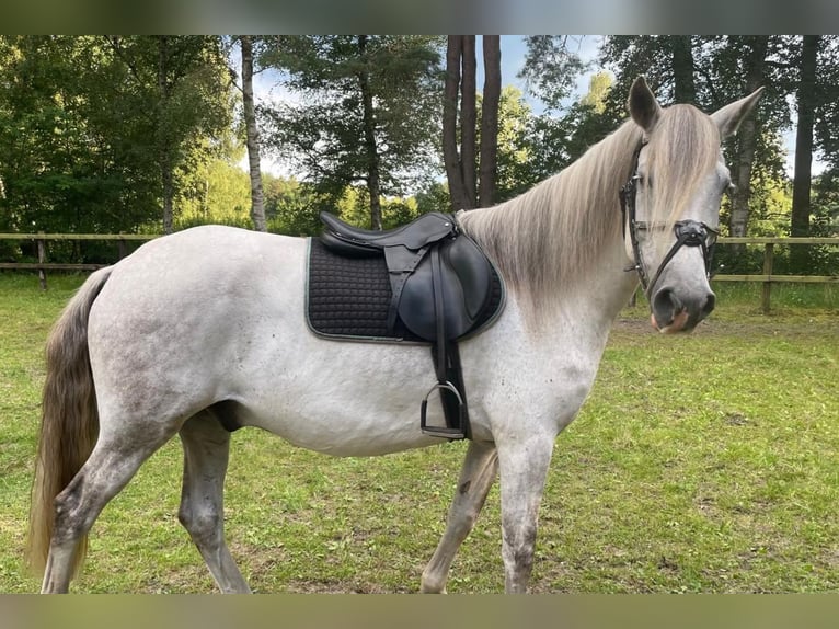 Paso Peruano Wallach 11 Jahre 156 cm Schimmel in Handeloh