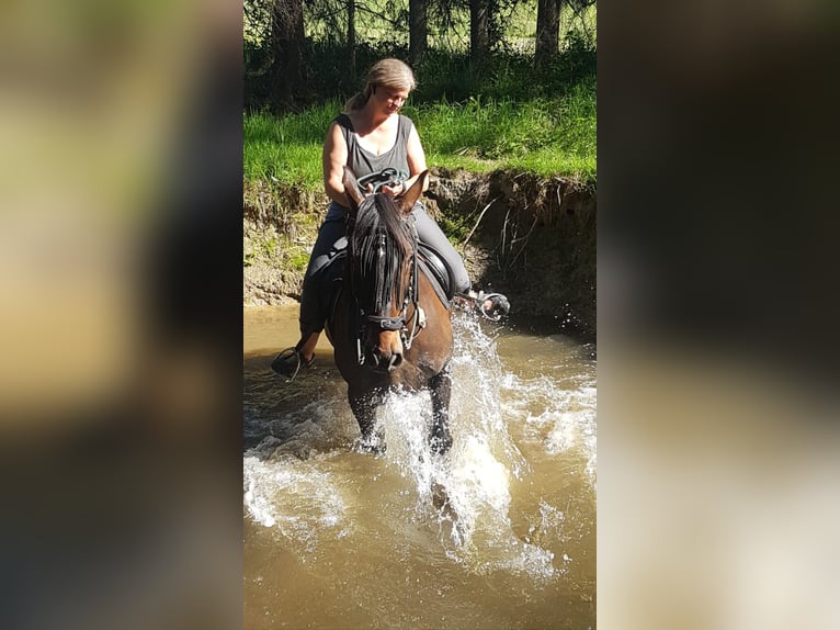 Paso Peruano Mix Wallach 23 Jahre 159 cm Brauner in Overath