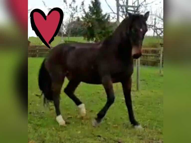 Paso Peruano Mix Wallach 23 Jahre 159 cm Brauner in Overath