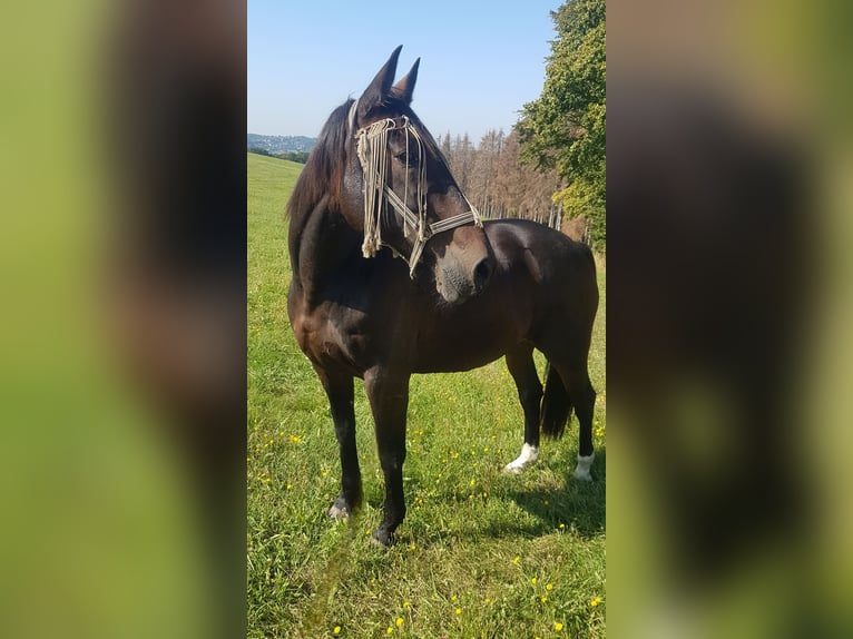 Paso Peruano Mix Wallach 23 Jahre 159 cm Brauner in Overath