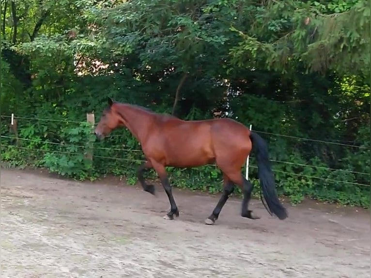 Paso Peruano Yegua 14 años 147 cm Castaño in Uelzen