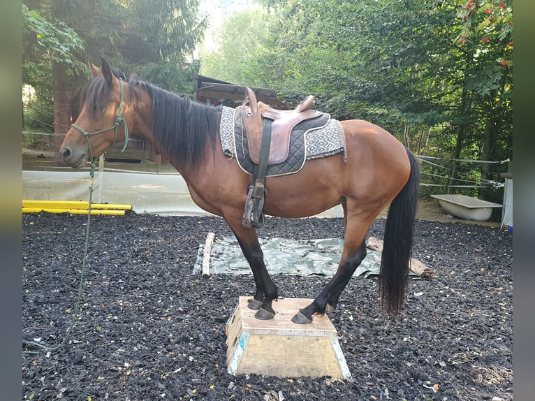 Paso Peruano Mestizo Yegua 15 años 143 cm Castaño in Haiterbach