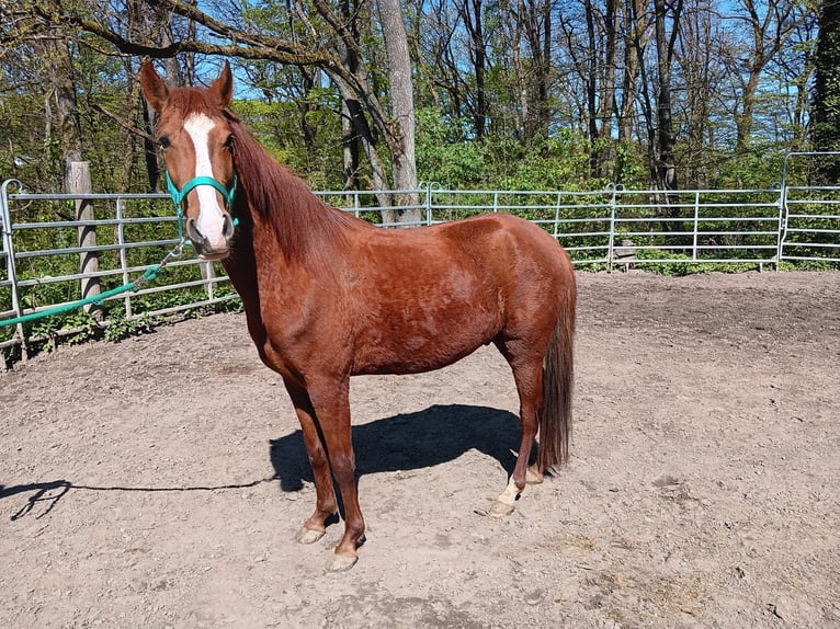 Paso Peruviano Mix Castrone 5 Anni 150 cm Sauro in Morsbach