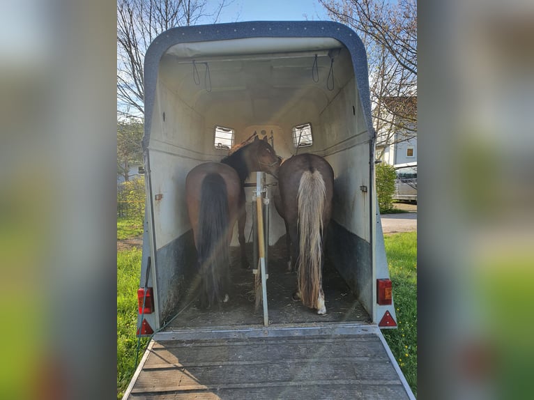 Paso Peruviano Mix Giumenta 15 Anni 143 cm Baio in Haiterbach