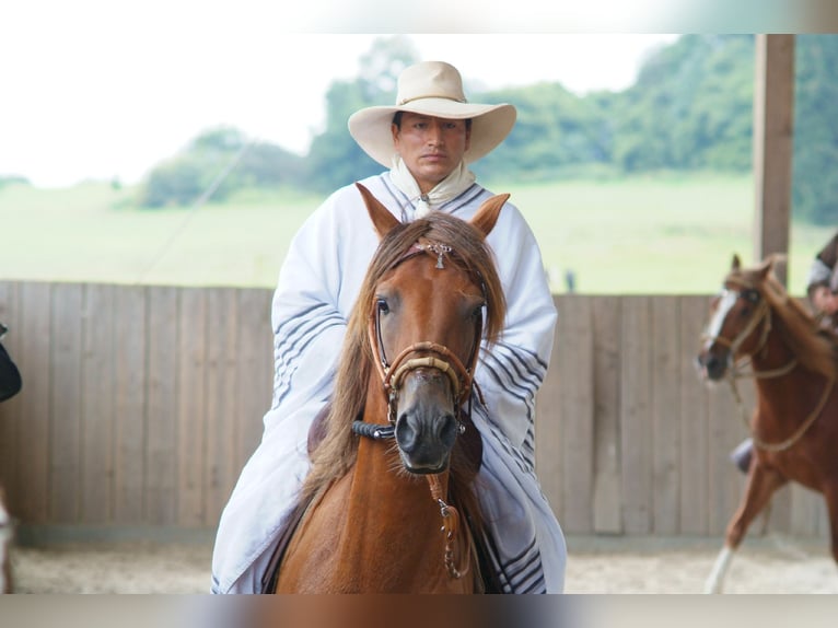 Paso Peruviano Stallone 19 Anni 150 cm Sauro in St. Ulrich