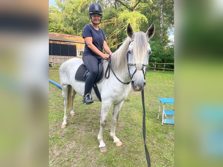 Paso péruvien Hongre 11 Ans 156 cm Gris in Handeloh
