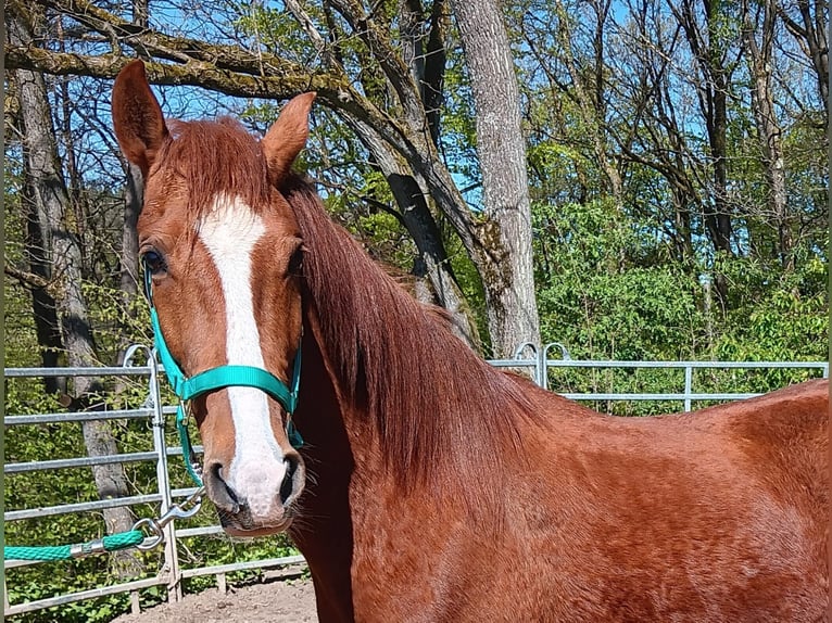 Paso péruvien Croisé Hongre 5 Ans 150 cm Alezan in Morsbach