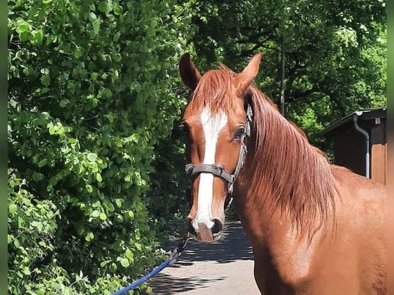 Paso péruvien Croisé Hongre 5 Ans 150 cm Alezan in Morsbach