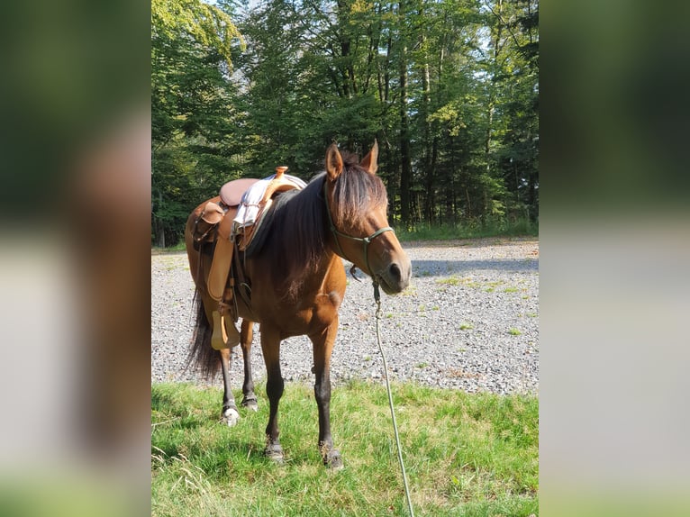 Paso péruvien Croisé Jument 14 Ans 143 cm Bai in Haiterbach
