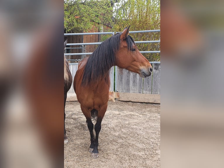 Paso péruvien Croisé Jument 14 Ans 143 cm Bai in Haiterbach
