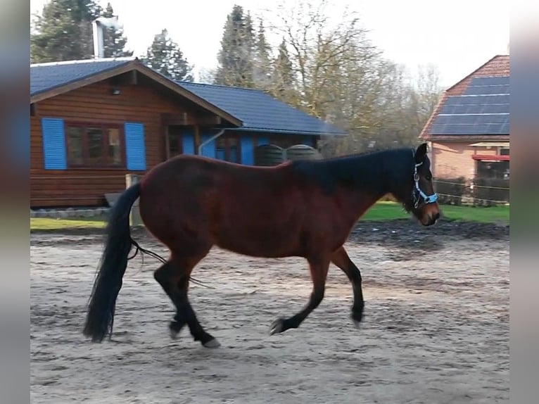 Paso péruvien Jument 14 Ans 147 cm Bai in Uelzen