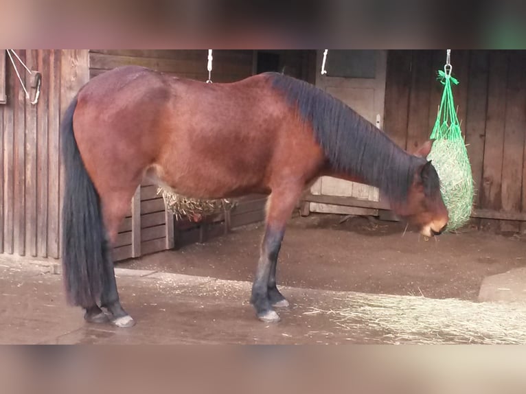 Paso péruvien Jument 14 Ans 147 cm Bai in Uelzen